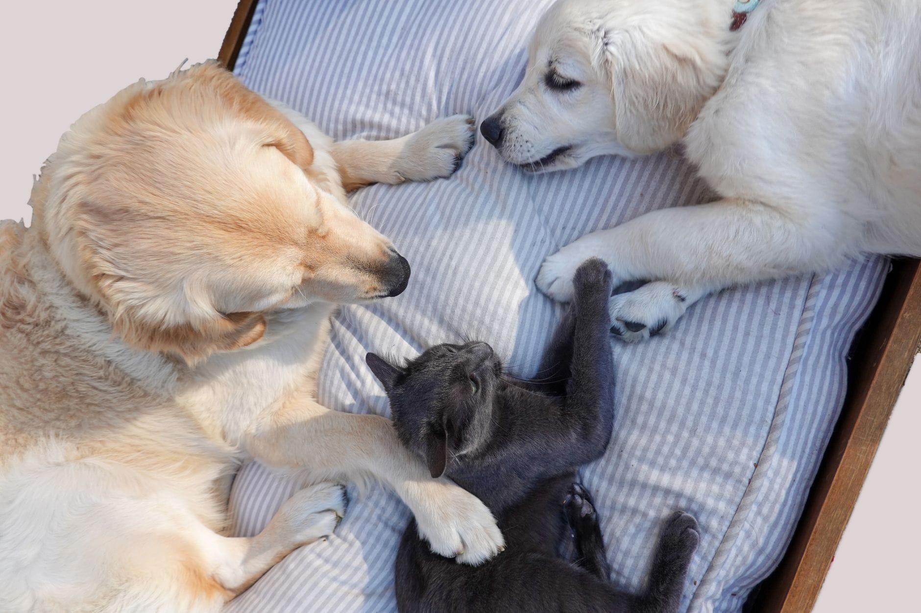 Dwa golden retrievery i kot odpoczywają razem na wygodnym łóżku Dwa golden retrievery i kot odpoczywają razem na wygodnym łóżku